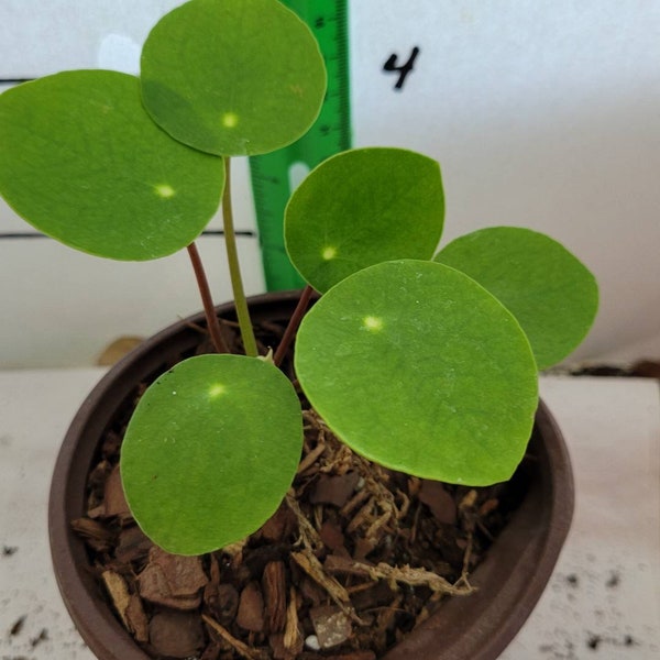 Pilea Peperomoide Chinese Geldplant. 3 inch pot. Foto's b4 Verzending Florida Ag. #4802260557