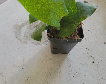 Calathea Network Mosaic well rooted in three inch pot.