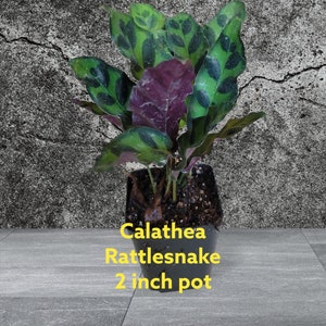 Calathea Rattlesnake three inch pot. NASA recommended for clean air.I send photos of plants before I ship.