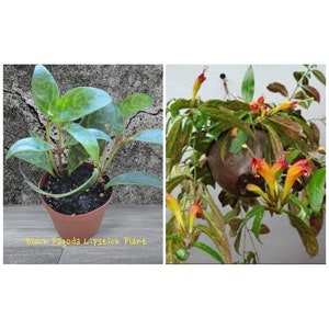 One Black Pagoda Lipstick Starter Plant in two or three inch pot.  Photos before shipping