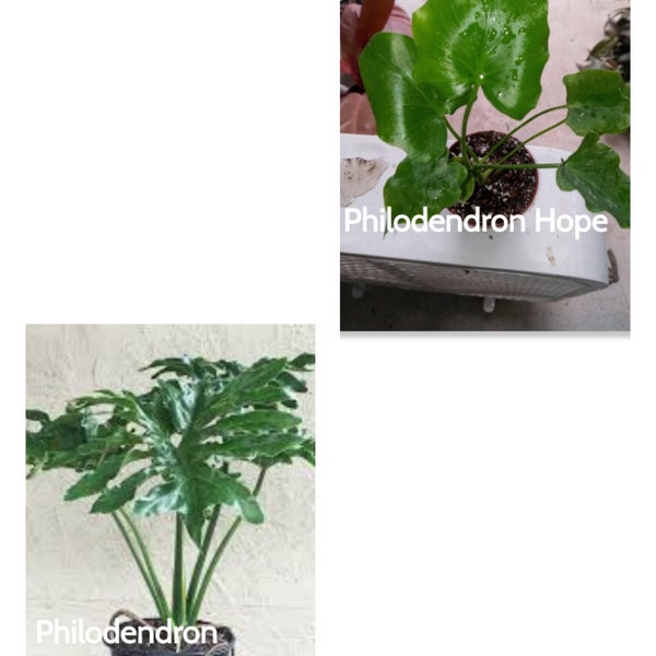 Philodendron Hope starter plant  two inch pot Photos b4 Shipping Florida Ag. # 4802260557