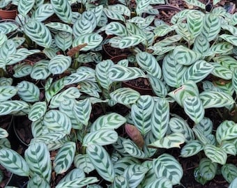 Calathea Burle Marxii ships  in three inch pot. photo sent before shipping