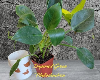 One Philodendron Imperial Green 4 inch pot. FREE HEAT PACK. Photos b4 Shipping
