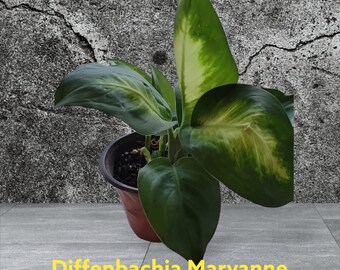 Mother-in-Law Tounge. Diffenbachia. Dumb Cane Maryanne Four inch pot. Very Fast growing. Photos b4 Shipping
