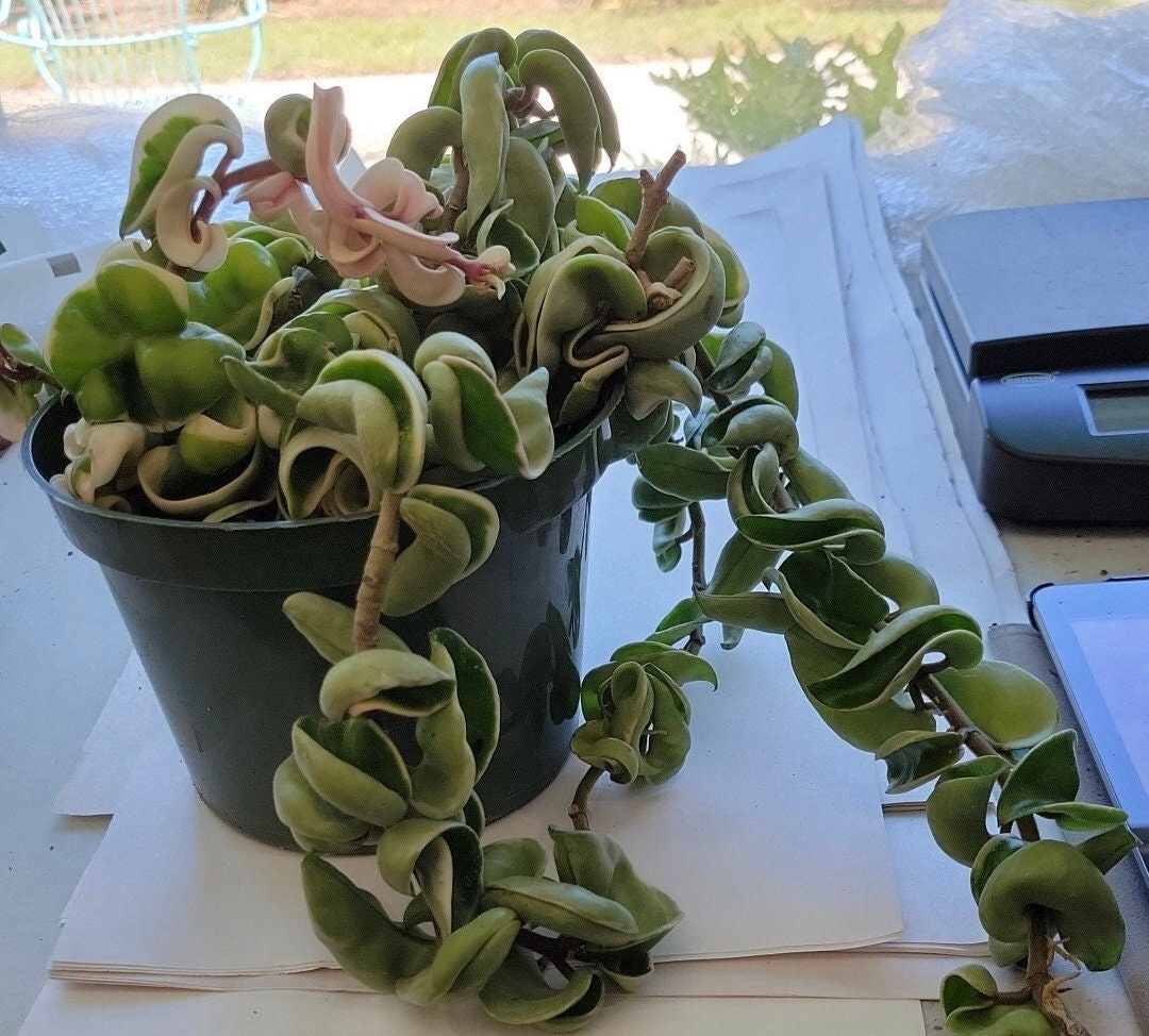 Hoya Variegated Compacta Twisted Rope. FREE SHIPPING First Class in Six ...