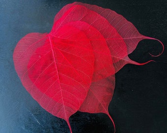 30  Red Bodhi Skeleton Leaves Dried Paper Natural Decorative Hand  Making Wedding Art Craft Project