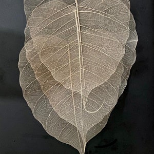 15 cm + Grandi foglie scheletriche naturali 30 pezzi Fiori di colore naturale Creazione di album floreali Artigianato Carta di nozze