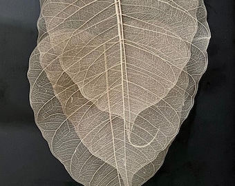 Naturalne liście szkieletowe (30 sztuk), 15 cm, artykuły florystyczne