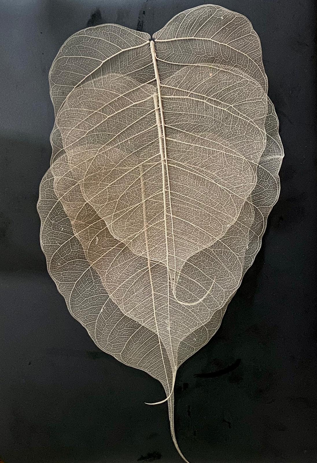 Echte Skelettblätter (Gummibaum) – 100 Stück, 10.2-12.7 Cm, Natürliche Farbe, Für Basteln, Hochzeit, Karten
