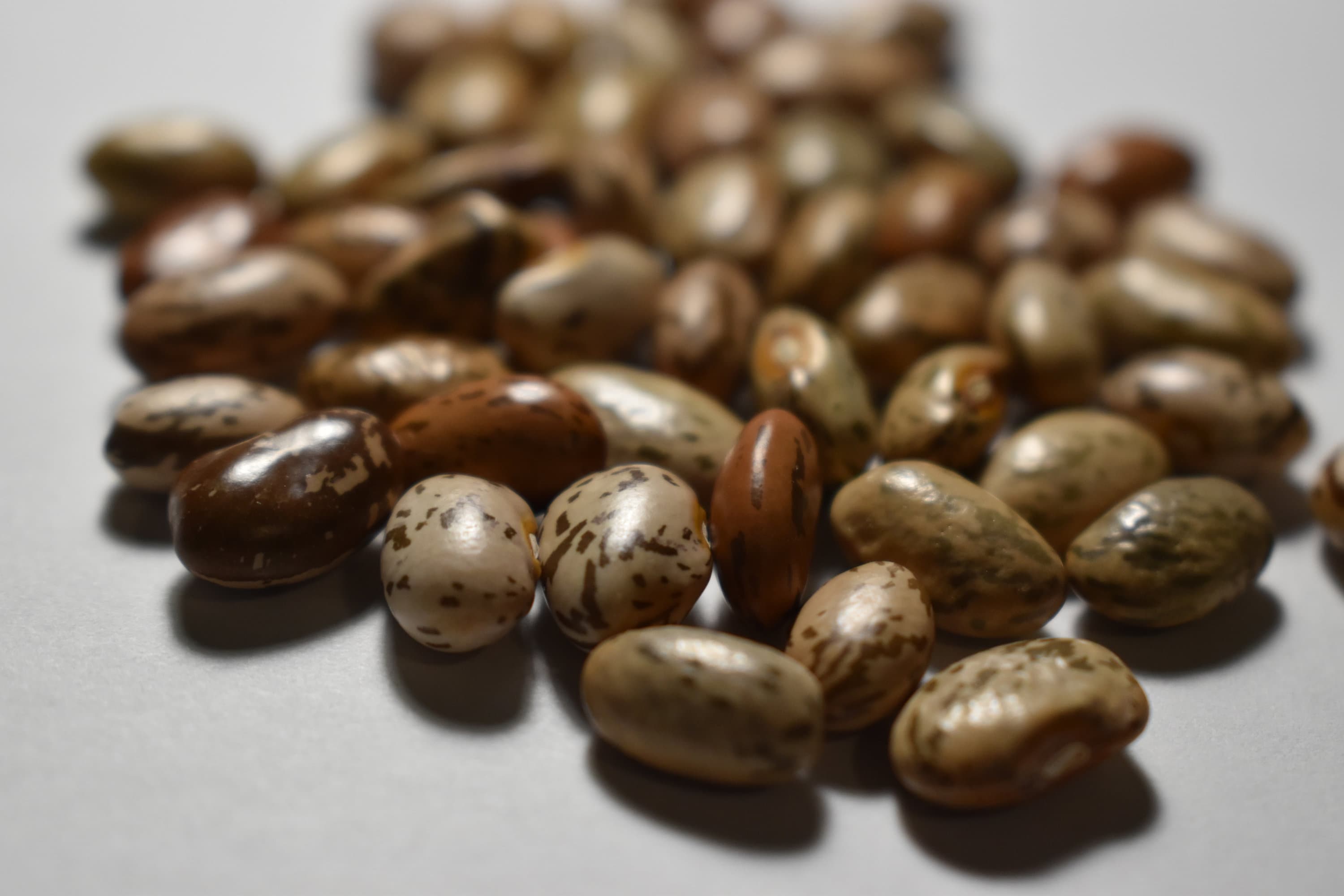 Heirloom Pinto Bean Seeds 50 Etsy