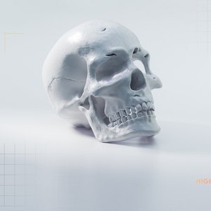 3D Models For Procreate Bundle