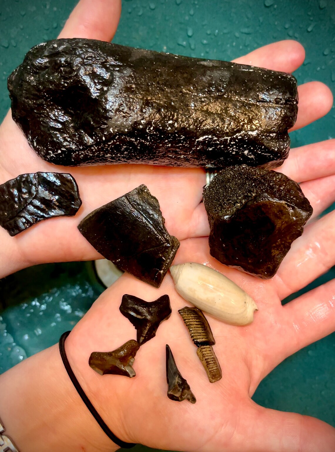 udig fossils udig fossils