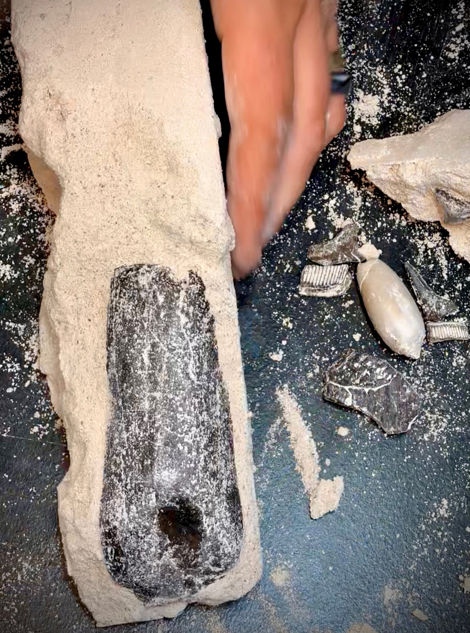 udig fossils udig fossils