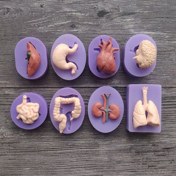 3d multiple part human internal organs silicone mold for resin Etsy