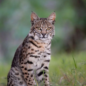 Young Bobcat - Digital Download for Artists