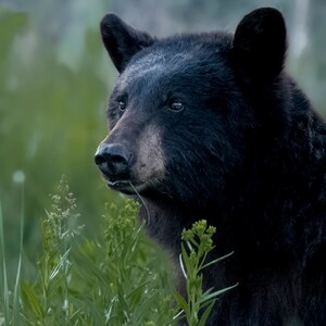 Black bear portrait - signed print with story