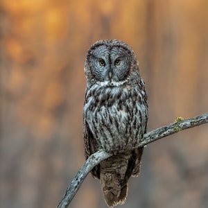 May include: A Great Grey Owl perched on a branch, its gray and white feathers contrasting with the blurred orange and brown background. The owl's yellow eyes are focused forward, and it is a wildlife image.
