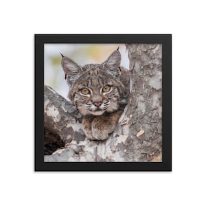 Bobcat Kitten Framed Print