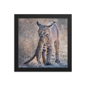 Bobcat With Squirrel Framed Print