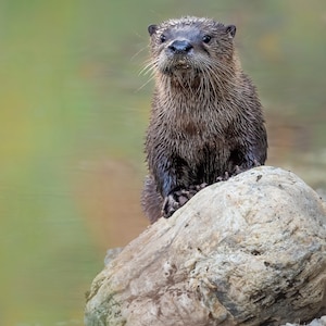 River Otters - Digital Download for Artists