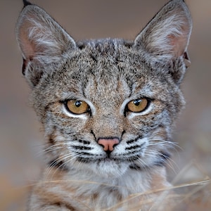 Young Bobcat Portrait - Digital Download for Artists