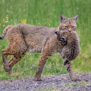 Bobcat Carrying Kitten - Signed Print with Story