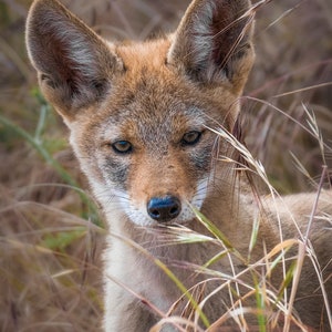 Cute Animal Photo Coyote Pup Canvas and Metal Print Wall 