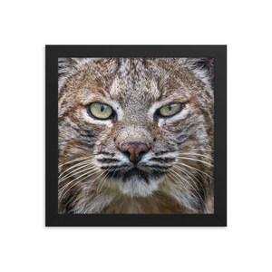 Bobcat Portrait Framed Print