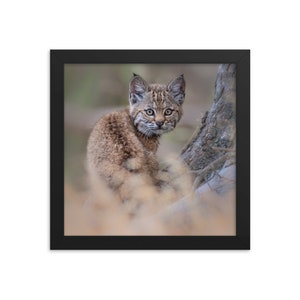 Bobcat Kitten Framed Print