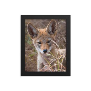 Coyote Pup Imprimé encadré