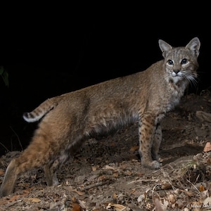 Bobcat at Night - Digital Download for Artists