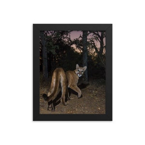 Mountain Lion Framed Print