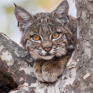 Bobcat Kitten - Digital Download for Artists