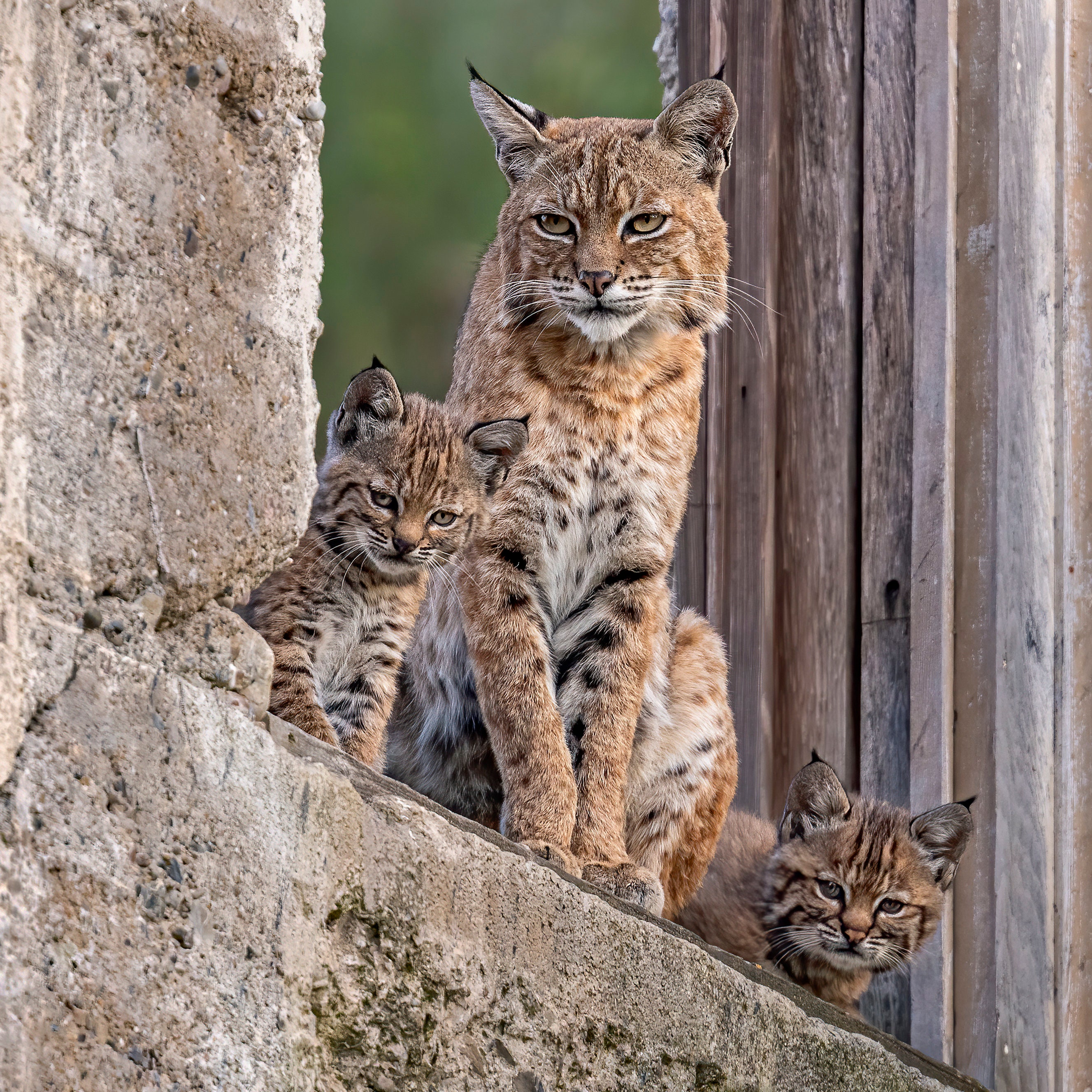 Bobcat Family - Signed Print With Story - Etsy