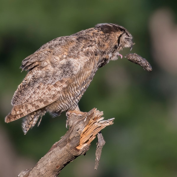 Great Horned Owl Coughing up a pellet - signed print with story