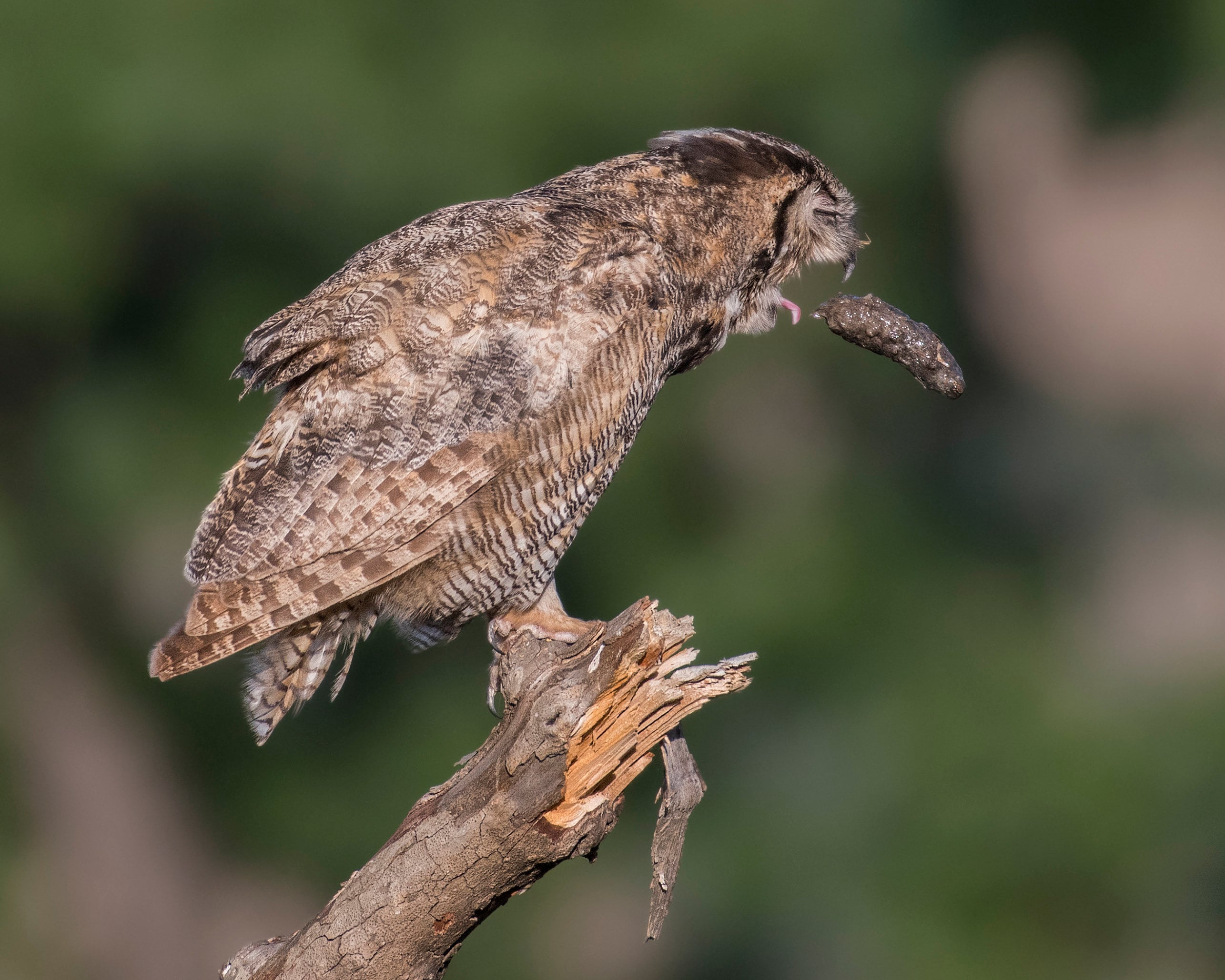 Great Horned Owl Coughing up a Pellet Signed Print With Story Etsy