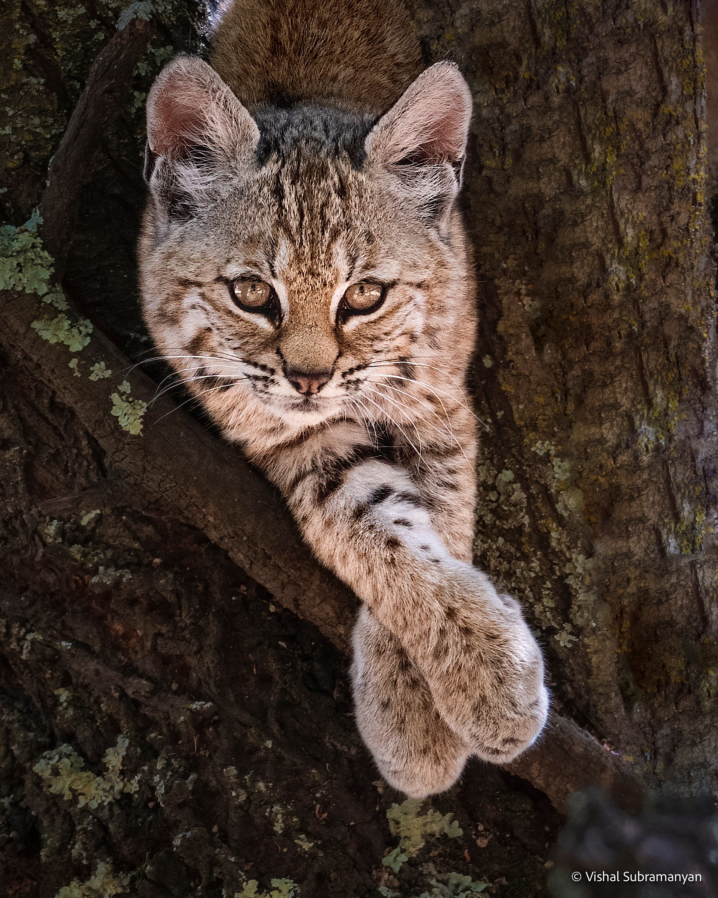 Bobcat Kitten in a Tree Signed Print With Story Etsy