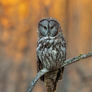 Great Gray Owl at Sunset - Digital Download for Artists