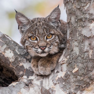 Young Bobcat in a tree - signed print with story