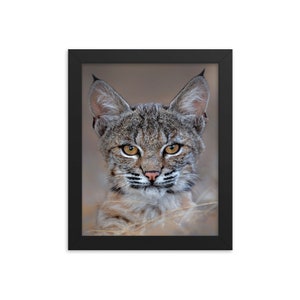 Bobcat Framed Print