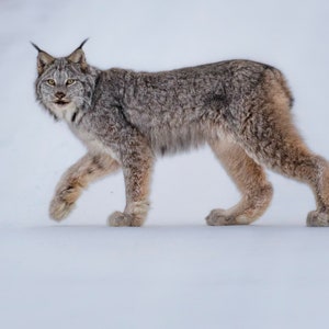 Canada Lynx in British Columbia - signed print with story