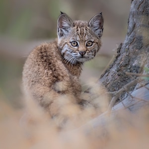 Bobcat Kitten Luster Paper Print With Story and Signature