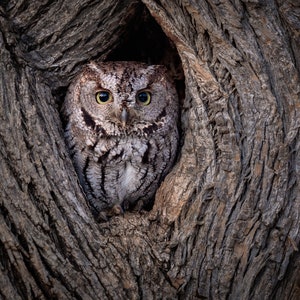 May include: A screech owl with yellow eyes peeks out from a hole in a tree trunk. The owl's feathers are gray and brown, and its body is mostly hidden in the tree.