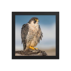 Peregrine Falcon Framed Print