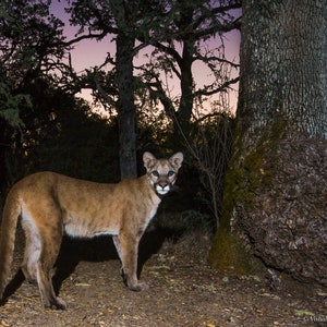 Mountain Lion - Digital Download for Artists