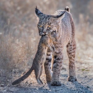Bobcat with Squirrel - signed print with story