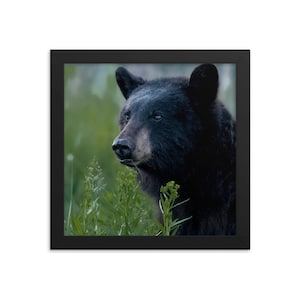 Black Bear Framed Print