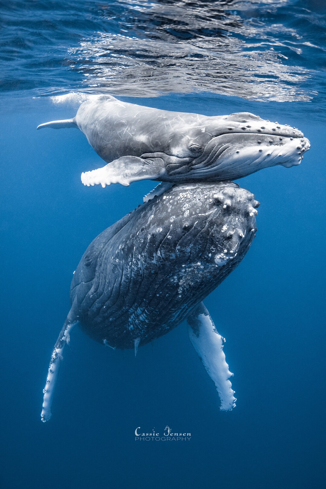 Whale Mother and Baby Love Photo - Etsy