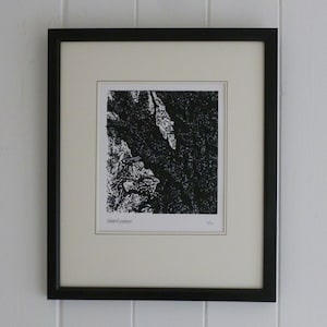 Cork Oak, Powderham Castle, Devon.  Limited Edition, Hand Printed Linocut Design