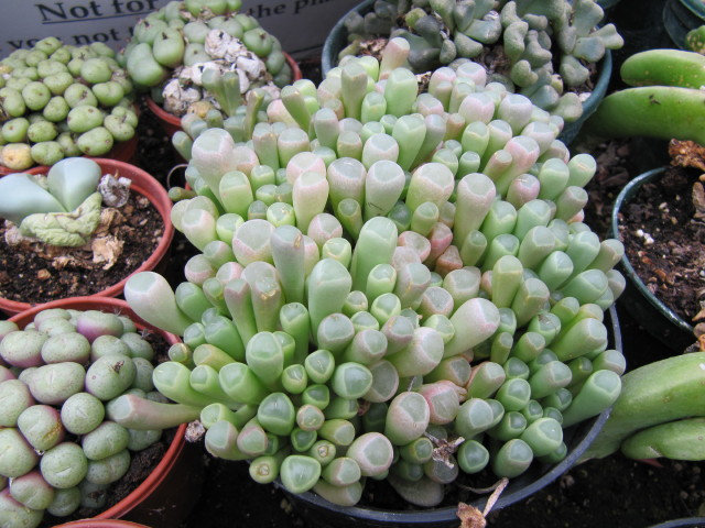 Fenestraria (baby toes) seeds.  Grow your own Fenestraria succulents …